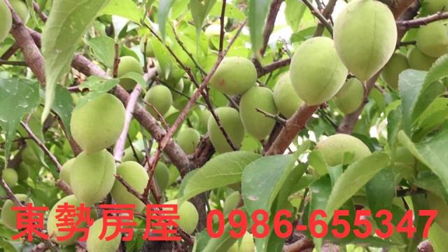 東勢農地-11