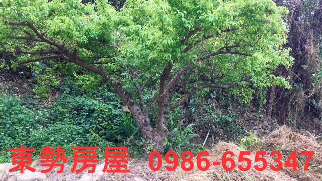 東勢農地-7