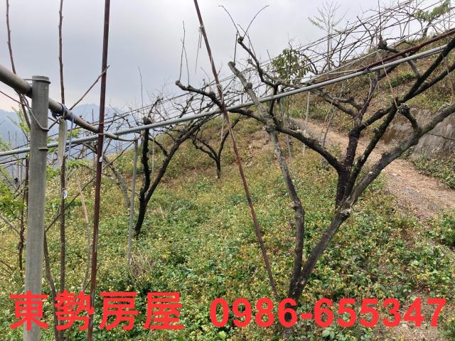 和平農地-12
