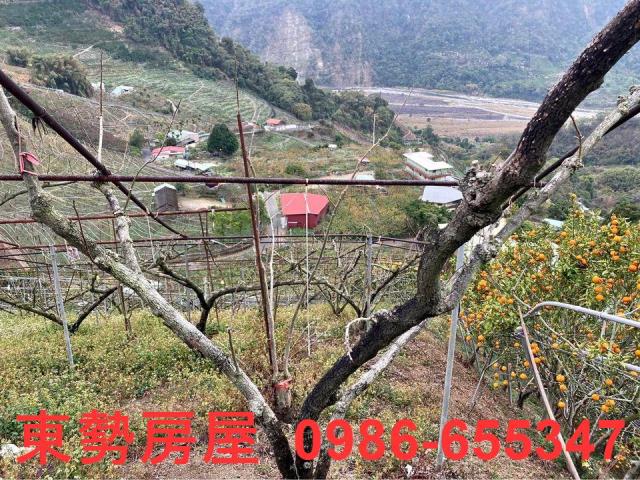 和平農地-1