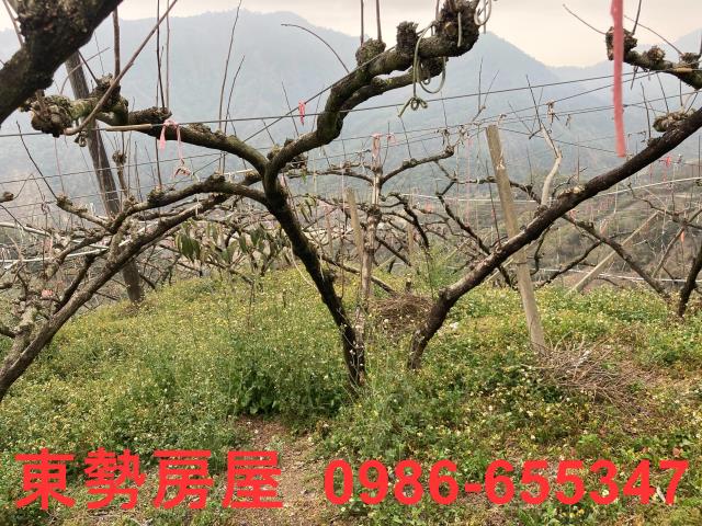 和平農地-6