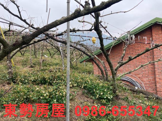 和平農地-7