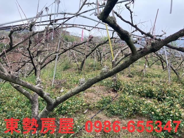 和平農地-8
