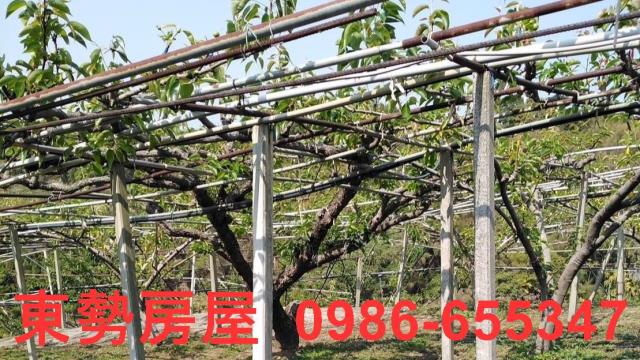 台中東勢農地-3