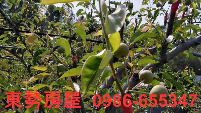 台中東勢農地-8
