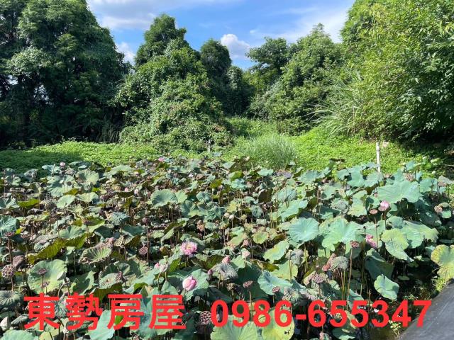 新社農地-9