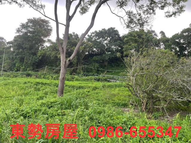 東勢農地-11