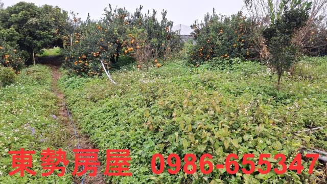 卓蘭農地-4