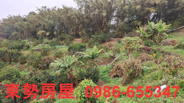 卓蘭農地-7