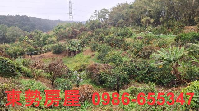 卓蘭農地-8