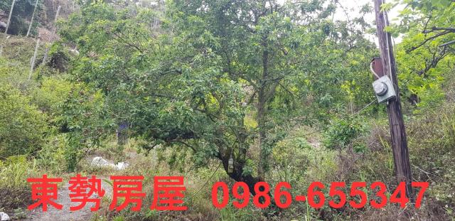 台中農地-9