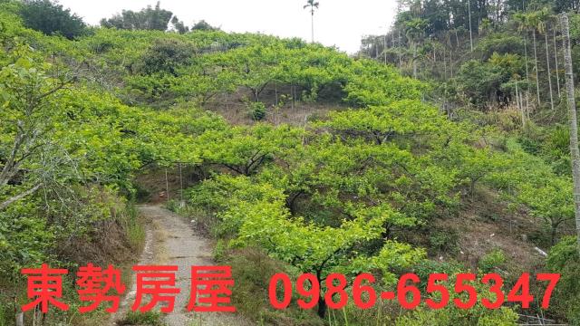 台中農地-6